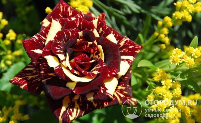 Хорошие партнеры для пестрых роз – растения с мелкими однотонными цветами белой, желтой, малиновой и красной окраски