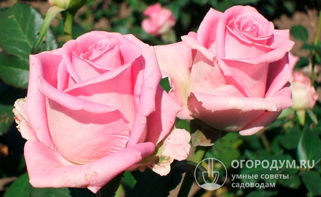Роза «Аква» (на фото) – коммерческий сорт, заслуживший большую популярность у садоводов-любителей