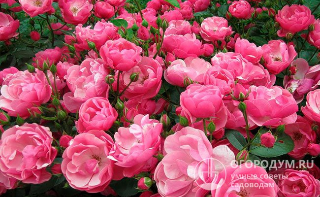 Цветы «Ангелы» – великолепная современная имитация романтических старинных роз