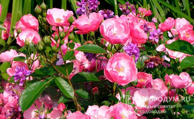 Роза «Ангела» прекрасно сочетается с хвойными и декоративнолиственными растениями, бересклетом, падубом, гортензиями, почвопокровниками с белыми и фиолетовыми цветами