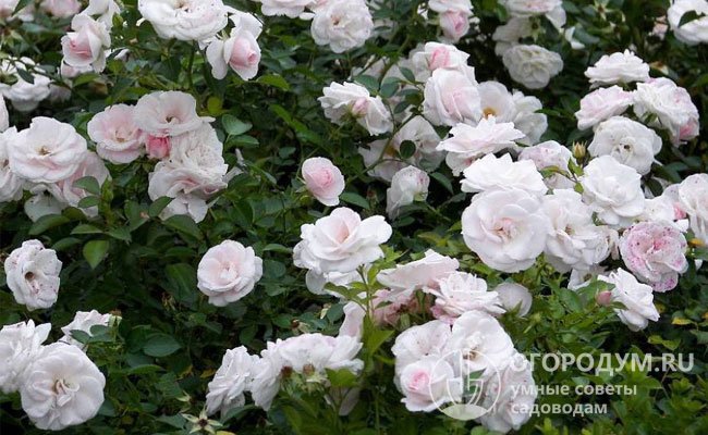 Невысокий раскидистый куст розы «Аспирин» (на фото) густо покрыт цветами с раннего лета до поздней осени