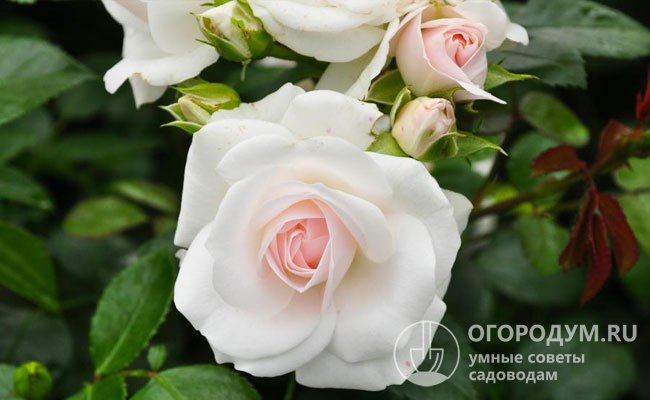 Пышные махровые цветы меняют окраску от розоватой до сияюще-белой, в зависимости от стадии раскрытия бутона, освещенности и погодных факторов