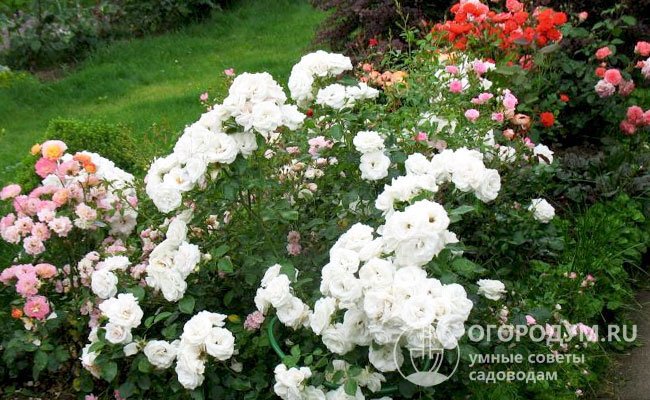 Кусты сажают одиночно или группами, часто комбинируют с другими розами, имеющими яркую окраску