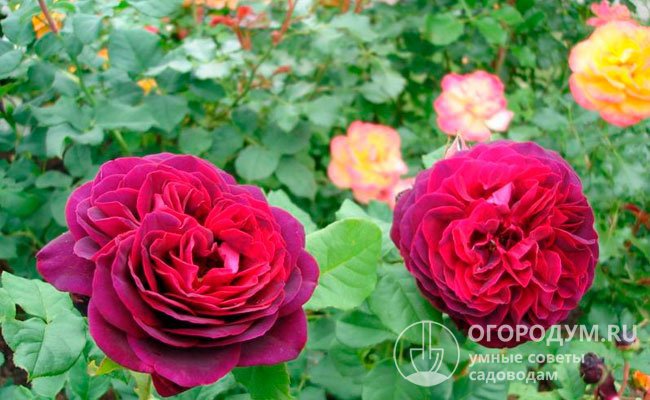 Grafin von Hardenberg хорошо сочетается с чайно-гибридными розами