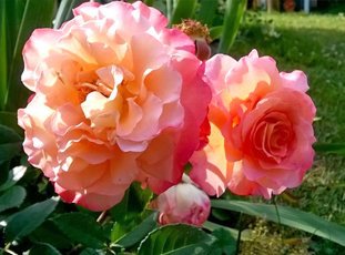 Роза «Августа Луиза»: описание сорта, фото и отзывы