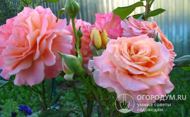 Цветы во многом напоминают «ностальгические» английские розы селекции Дэвида Остина, в числе которых и популярный сорт «Абрахам Дерби»