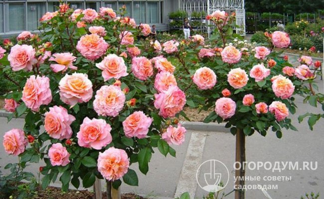 Роза «Августа Луиза», сформированная на штамбе, прекрасно смотрится как в одиночных посадках, так и в сочетании с другими декоративными растениями