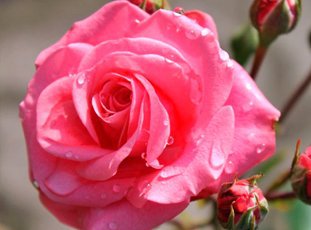 Роза «Белла Роза»: описание сорта, фото и отзывы