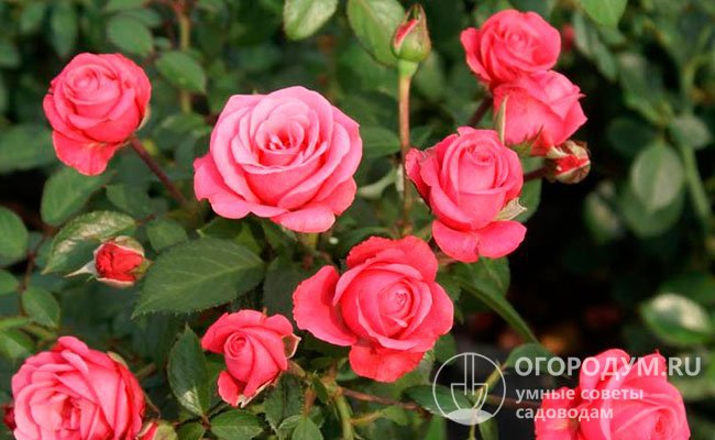 Роза «Белла Роза» (на фото) – один из самых обильноцветущих сортов