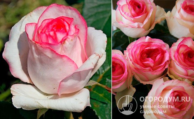 Срезочные розы голландских сортов Bella и Dolce Vita+ отличаются друг друга лишь степенью интенсивности розового оттенка на белых лепестках