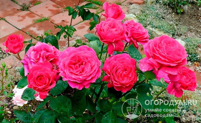 Роза «Биг Перпл» (на фото) особенно активно цветет в нежаркую погоду, при этом цветы имеют максимально насыщенную окраску и держатся долго