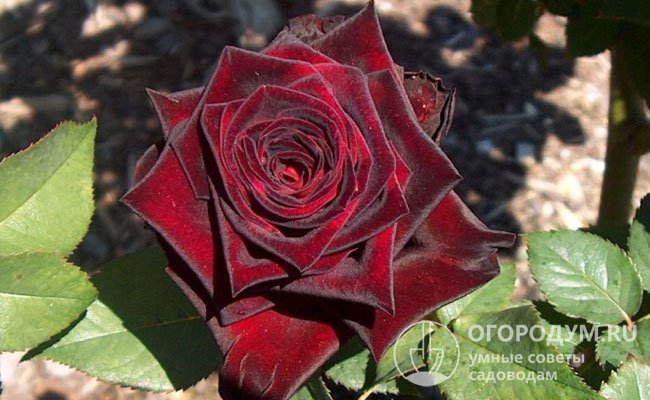 В темно-бордовой окраске лепестков розы «Блэк Баккара» (на фото) присутствует черный оттенок