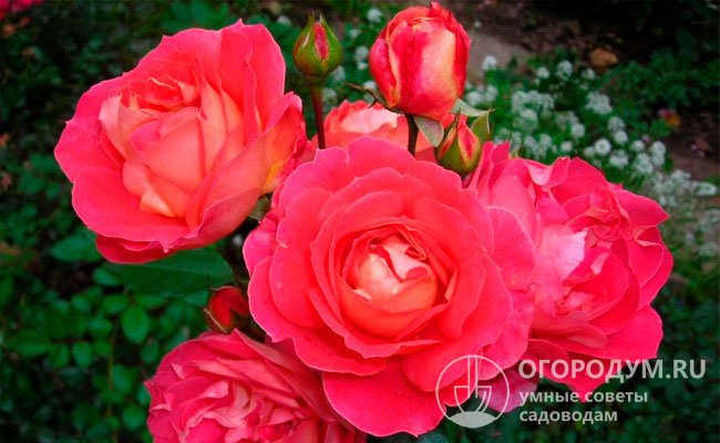 Крупные пышные цветы ностальгической формы имеют изменчивую окраску с переливами ярко-оранжевых, желто-коралловых и розово-малиновых оттенков
