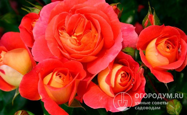 Сорт недаром отнесен к серии «Сказочные розы» – цветы обладают удивительной «волшебной» красотой