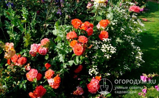 Оранжево-красные розы удачно сочетаются с белыми, синими и фиолетовыми цветами. Хорошую компанию розам составят флоксы, лобелия, гипсофила, манжетка