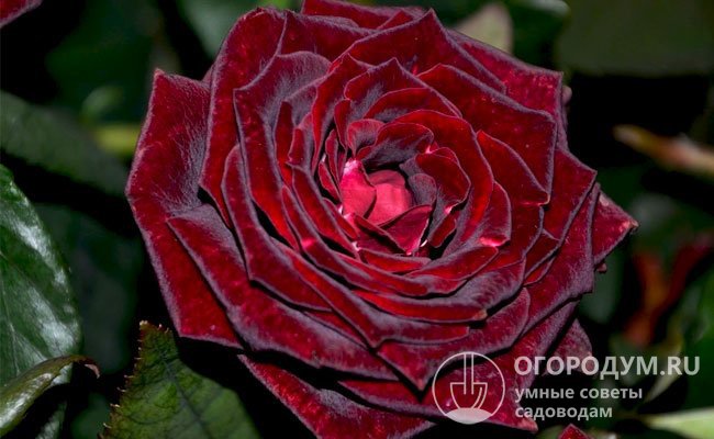 Роза «Черная магия» (на фото) – одна из самых темных в мире