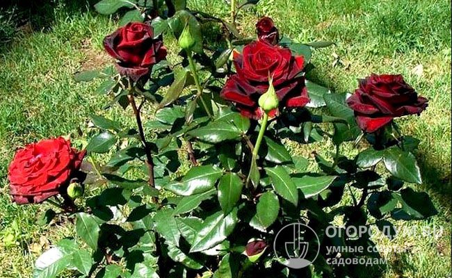 Чайно-гибридная роза Black Magic демонстрирует обильное продолжительное цветение уже через год после посадки