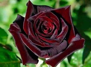 Роза «Черный Принц»: описание сорта, фото и отзывы