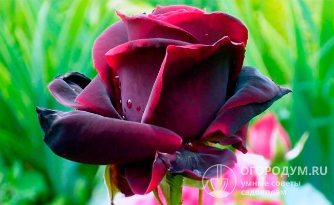 Роза Черный принц: фото, описание, отзывы, посадка и уход