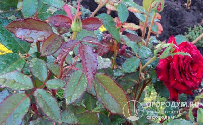 Невыразительная блекло-зеленая листва с красноватым отливом считается одним из недостатков «Принца», снижающим декоративную ценность