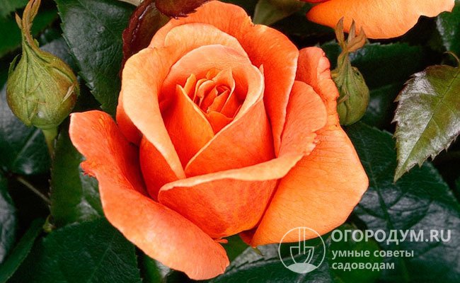 В окраске чайно-гибридной розы Cherry Brandy 85 (TANryrandy) преобладают медно-оранжевые тона