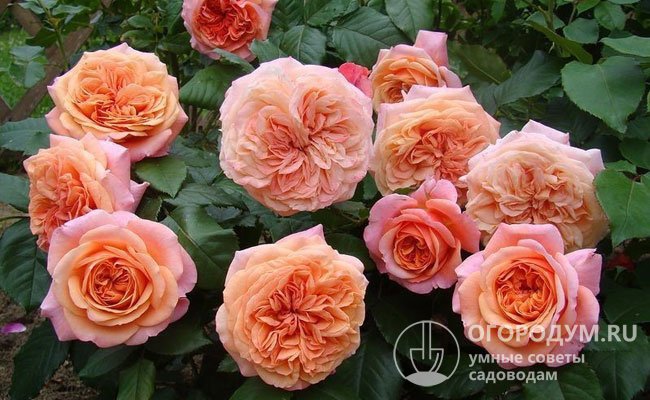 «Чиппендейл» включают в категорию парковых роз, так как растение обладает высокой устойчивостью к болезням, выносливостью и экологической пластичностью