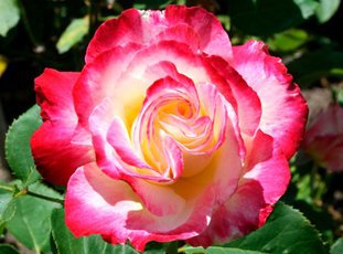 Роза «Дабл Делайт»: описание сорта, фото и отзывы