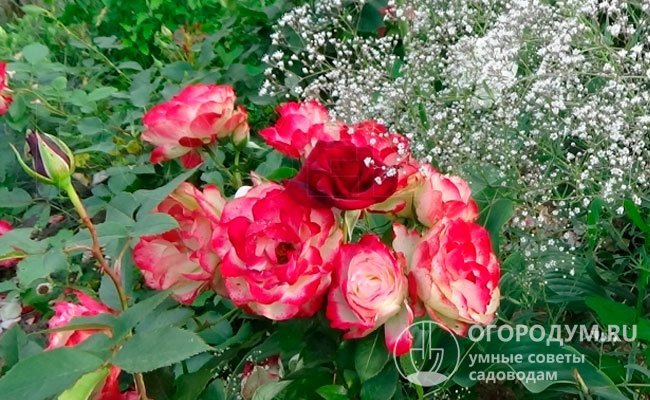 Розы «Дабл Делайт» прекрасно смотрятся в сольных посадках и в клумбовых композициях, особенно в сочетании с мелкими однотонными цветами