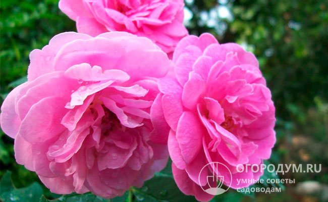 Дамасские розы славятся изумительно красивыми пышными цветами, широкой палитрой окрасок и необычайным благоухающим ароматом