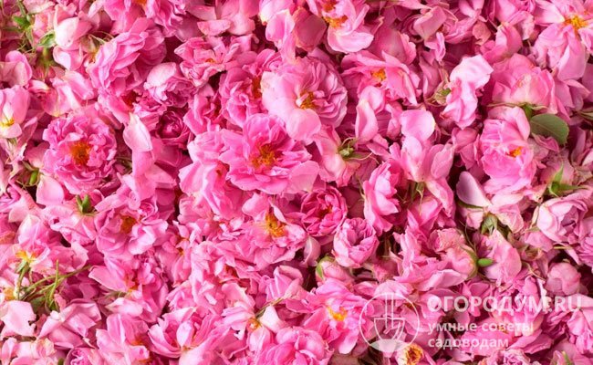 Дамасские розы собирают на стадии полного роспуска, их лепестки являются ценным сырьем для производства розового масла