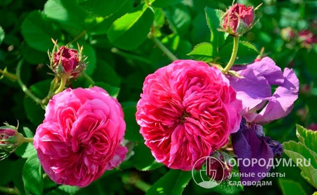 На фото – дамасская роза сорта «Дюк де Кембридж», который отличается длительным цветением и выносливостью