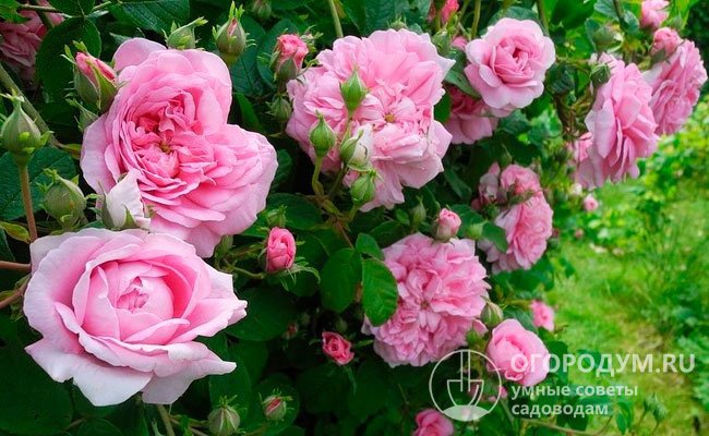 Роза «Испахан» (на фото) – сильнорослый кустарник до 1,8 м в высоту и до 2,5 м в ширину с листьями, имеющими голубой отлив, и махровыми, чашевидными цветами нежно-розовой окраски