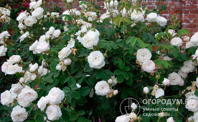 Дамасская роза сорта «Мадам Харди» (на фото) считается одной из самых красивых старинных разновидностей, отличается пышными белоснежными цветами (иногда с розовыми вкраплениями)