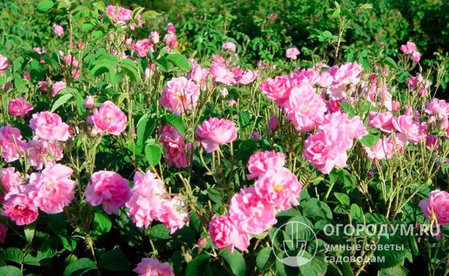 На фото – дамасские розы сорта «Казанлык», известного с 1612 года, на поле в Болгарии