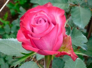 Роза «Дип Перпл»: описание сорта, фото и отзывы