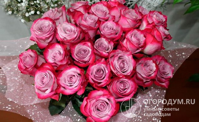 Deep Purple относится к премиальным сортам – срезанные розы могут стоять в воде до 2 недель, сохраняя свежесть, яркость оттенков и аромат