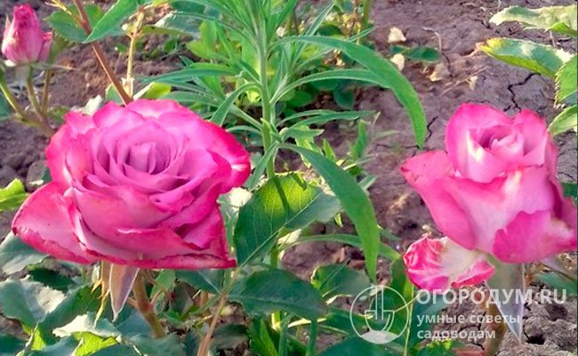 Срезанные розы Deep Purple поставляются преимущественно из Эквадора, их очень ценят флористы