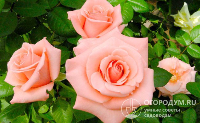 Розу «Дольче Вита» (на фото) называют «королевой» сада