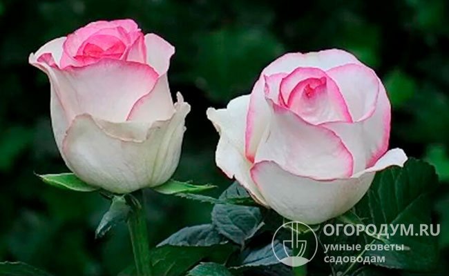 На фото – срезочная разновидность Dolce Vita Lex Voom, эффектные белые цветы с ярко-розовой каймой по краю лепестков долго держатся на кусте и в вазе, но не имеют аромата