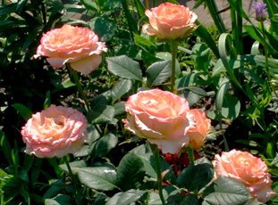 Роза «Дуэт»: описание сорта, фото и отзывы