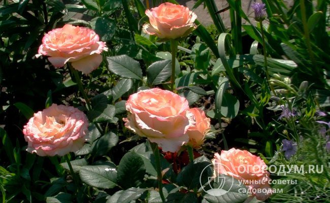 Розу Duett называют цветком-«хамелеоном» – в зависимости от погодных условий она меняет окраску, включающую мягкие, перламутровые, ванильно-белые оттенки и более яркие, насыщенные розово-малиновые