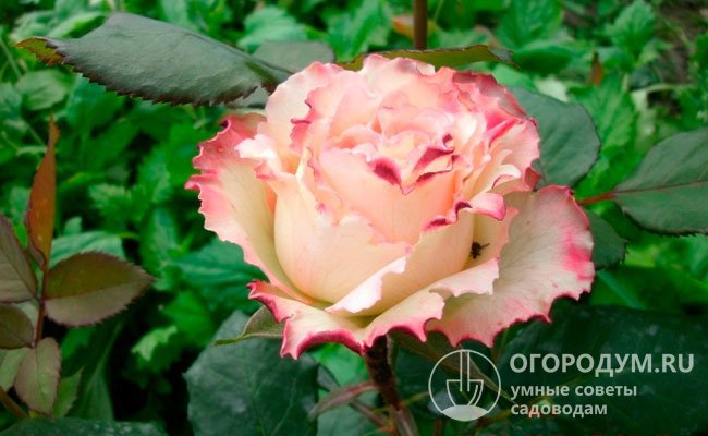 Необычные гофрированные края лепестков придают розам Duett индивидуальность и неповторимый шарм