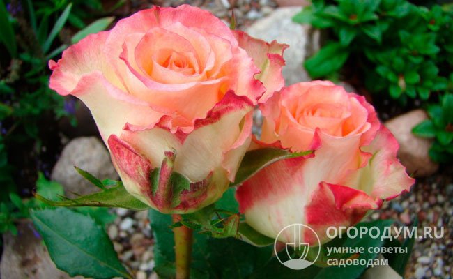 Розы Duett часто выращивают в коммерческих целях на срезку – букет из очаровательных плотных бутонов на достаточно длинных стеблях почти без шипов радует глаз около 2 недель