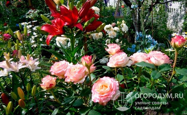 Розы «Дуэт» хороши как для солитерных, так и для групповых посадок, гармонично сочетаются с хвойными и папортниковыми растениями, различными цветущими многолетниками