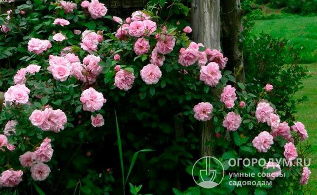 Нежно-розовые махровые цветы, имеющие классическую форму, собраны в пышные кисти