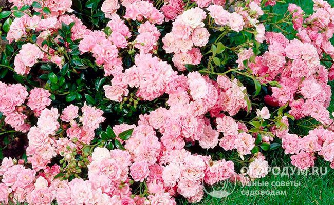 Почвопокровная роза «Фейри» отличается обильным цветением, длящимся до самых заморозков