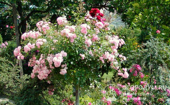 При выращивании полиантовых роз в штамбовой культуре можно добиться ампельного эффекта за счет длинных свисающих плетей, густо покрытых мелкими цветами