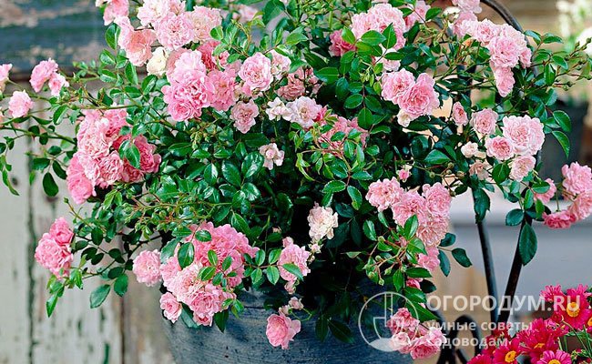 Роза хорошо подходит для выращивания в объемных горшках и вазонах, используемых для декорирования террас, веранд и балконов