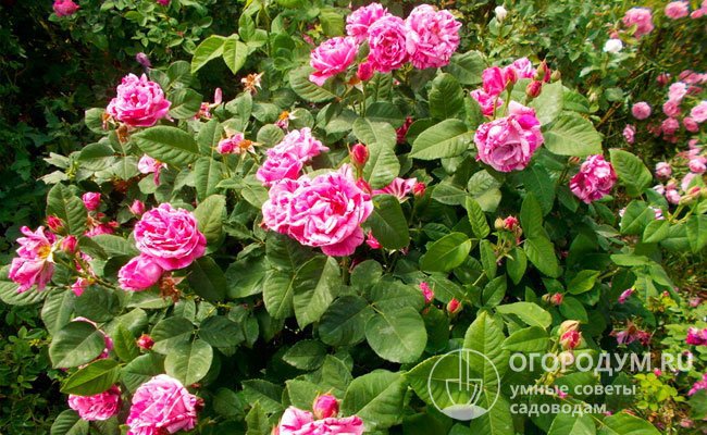 Парковая роза «Фердинанд Пичард» широко используется в декоративном озеленении городских улиц и зон отдыха