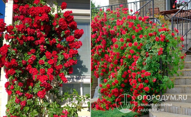 Обильноцветущая роза станет ярким украшением сада и дома – придаст индивидуальность балкону или террасе